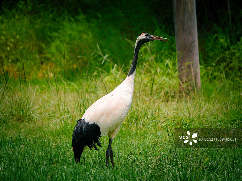 云南野生动物园图片素材