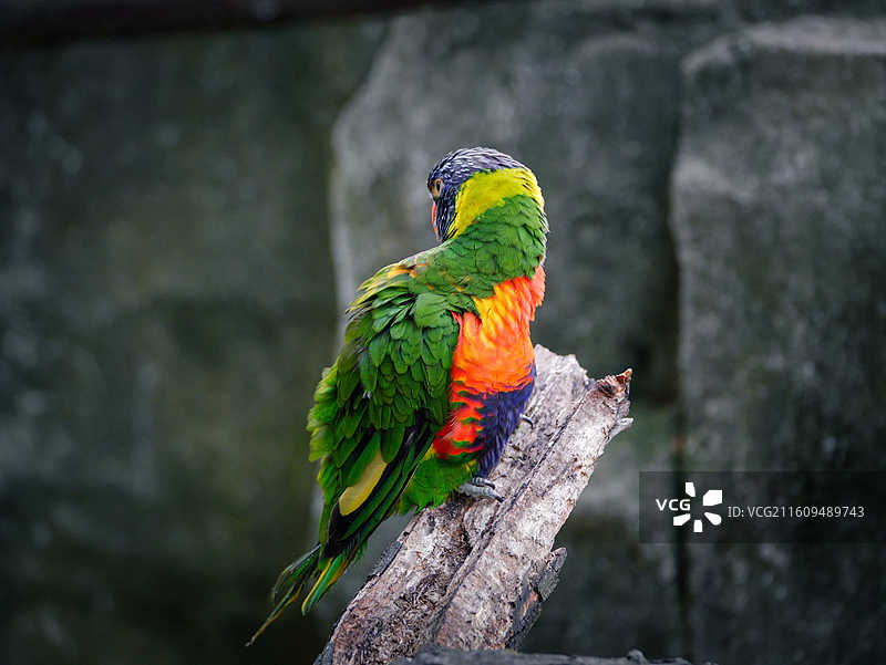 云南野生动物园鹦鹉图片素材