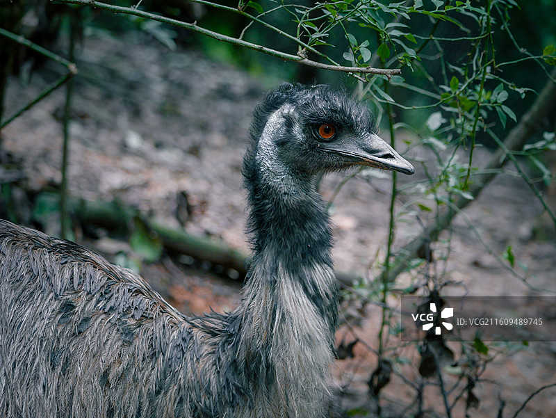 云南野生动物园鸸鹋图片素材
