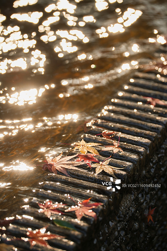 上海瑞金洲际酒店枫叶枫树日落黄昏夕阳逆光水池边图片素材