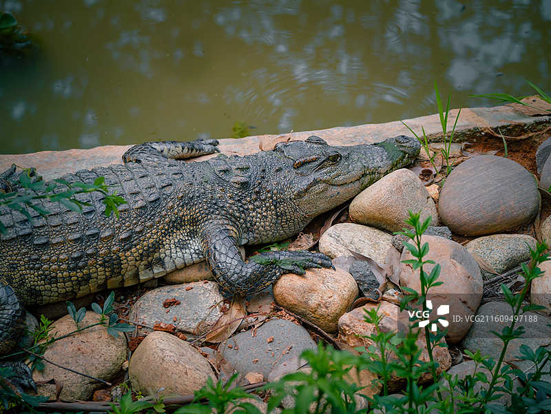 云南野生动物园鳄鱼图片素材