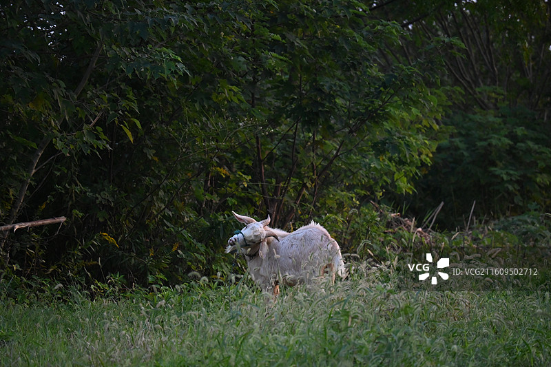 青草和山羊图片素材