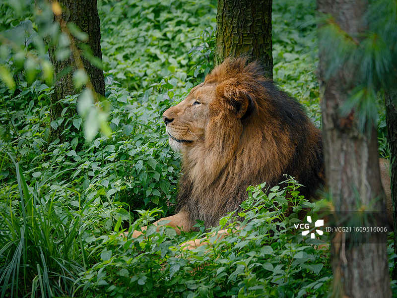 云南野生动物园狮子图片素材