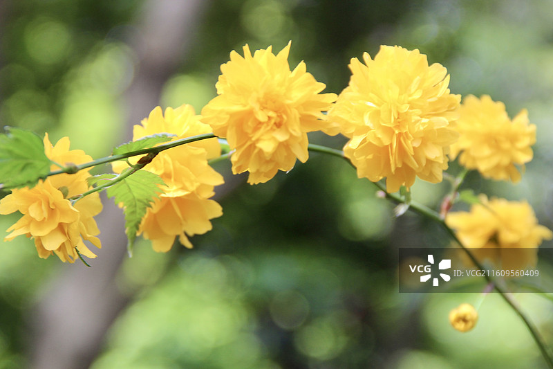 上海长风公园黄色小花棣棠花图片素材