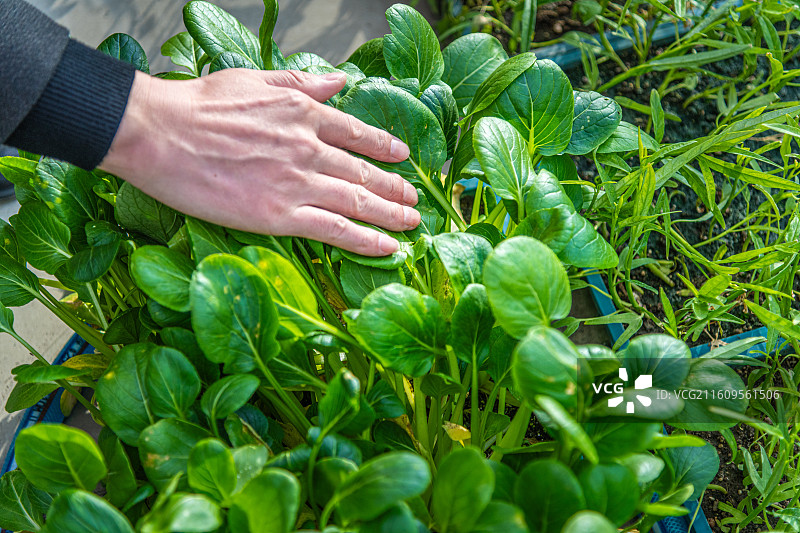 科技温室大棚  育苗工厂  乌鲁木齐图片素材