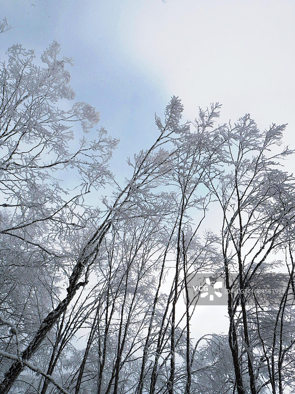 雅安喇叭河风景区图片素材