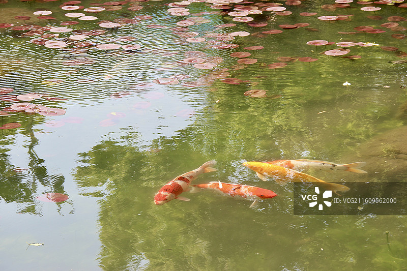 上海徐家汇公园湖中锦鲤鱼图片素材