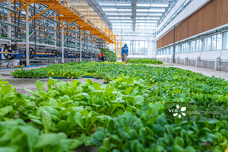 科技温室大棚  育苗工厂  乌鲁木齐图片素材