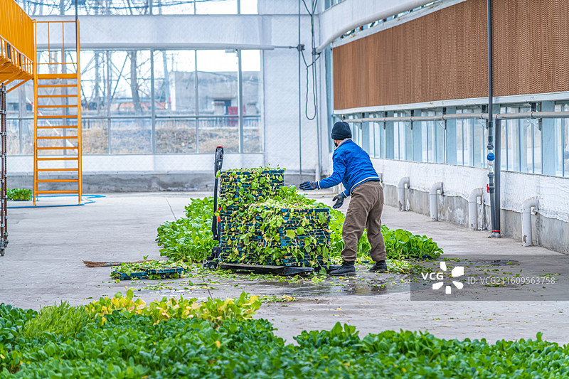 科技温室大棚  育苗工厂  乌鲁木齐图片素材