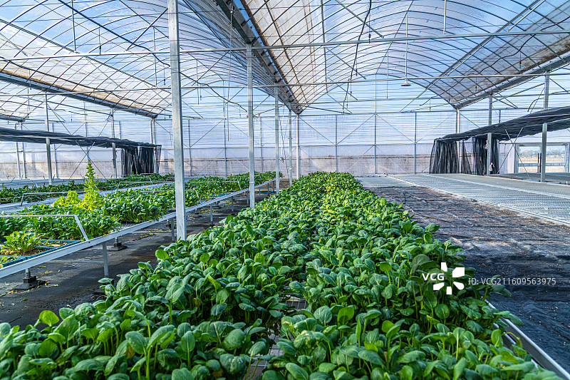 科技温室大棚  育苗工厂  乌鲁木齐图片素材