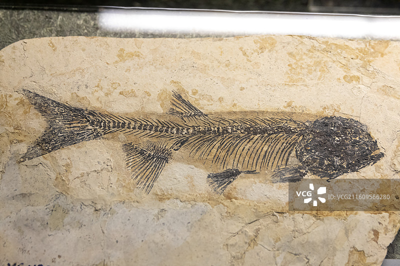 常州博物馆长头吉南鱼 产地:辽宁时代:白垩纪(距今约1.4亿年)图片素材