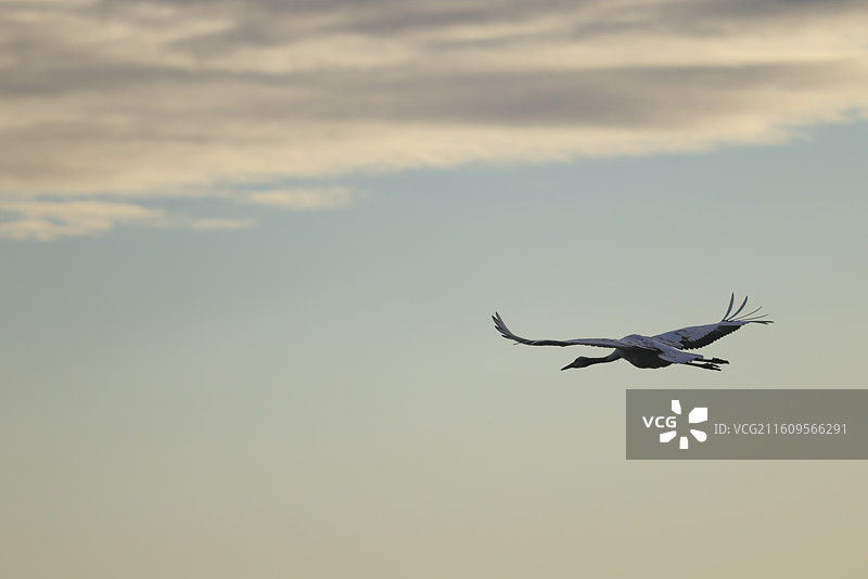 齐齐哈尔扎龙湿地丹顶鹤飞翔嬉戏走路鸣叫等组图图片素材