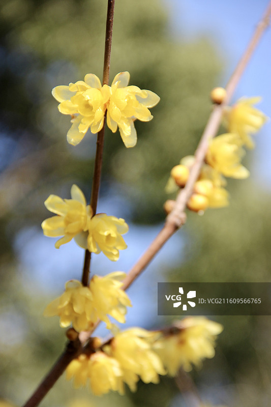 上海真如公园黄色腊梅花特写图片素材