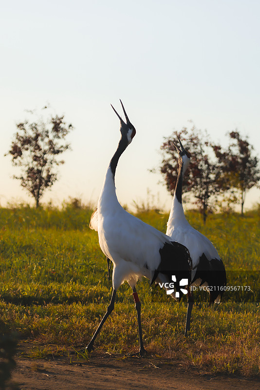 齐齐哈尔扎龙湿地丹顶鹤飞翔嬉戏走路鸣叫等组图图片素材