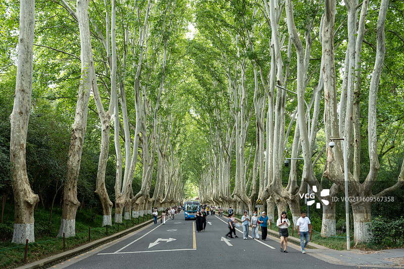南京陵园路夏季梧桐大道绿荫浓郁图片素材