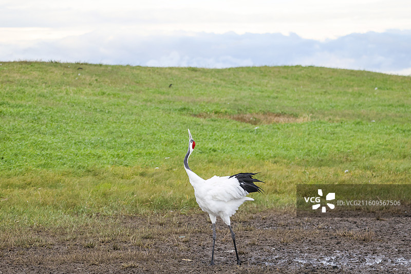 齐齐哈尔扎龙湿地丹顶鹤飞翔嬉戏走路鸣叫等组图图片素材