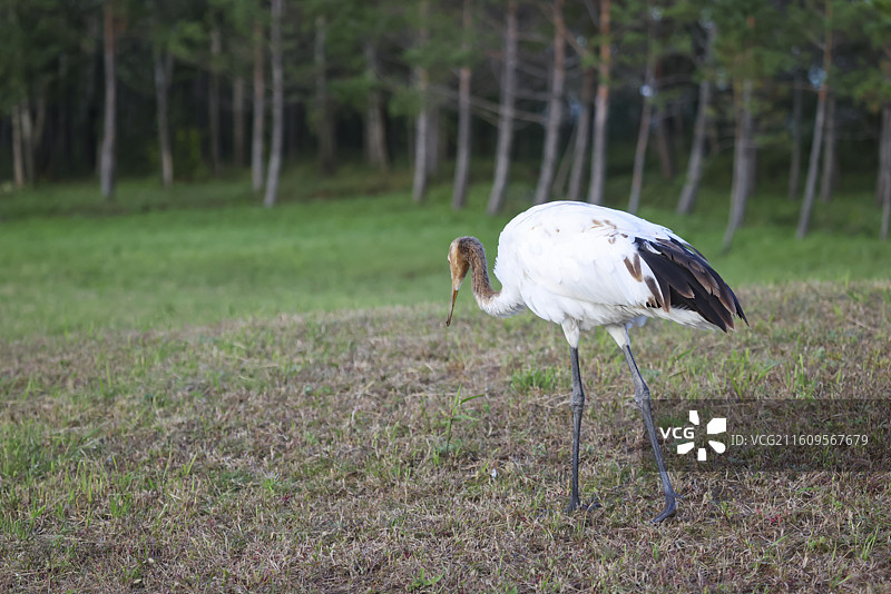 齐齐哈尔扎龙湿地丹顶鹤飞翔嬉戏走路鸣叫等组图图片素材