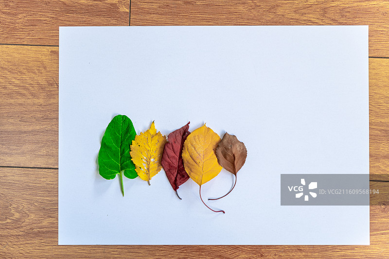 秋天  落叶 孤独 寂寞的感觉图片素材