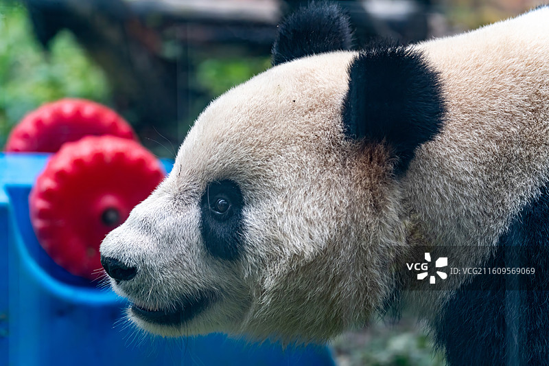 熊猫特写镜头图片素材