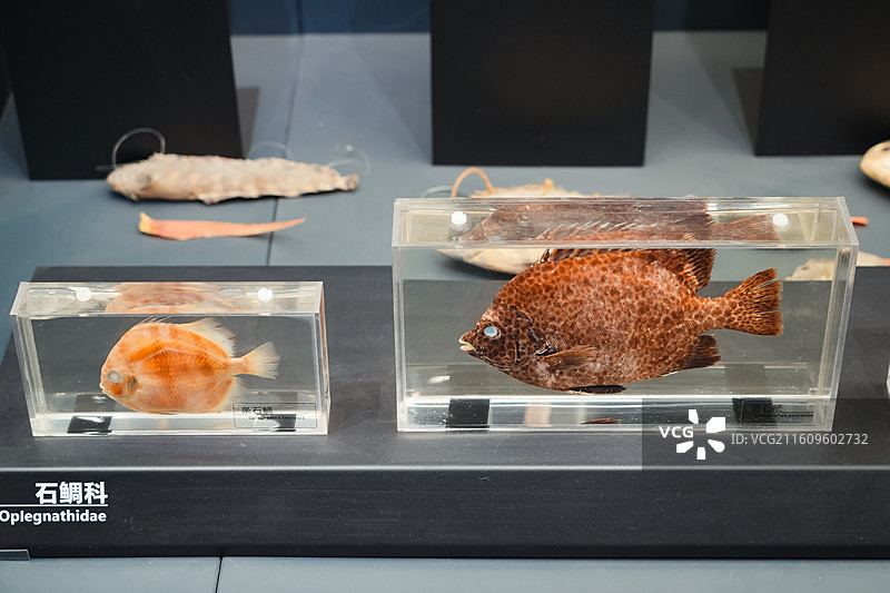 斑石鲷 条石鲷  中国海洋大学海洋生物博物馆馆藏标本图片素材