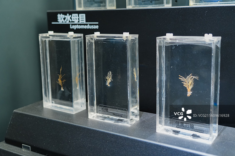 佳美羽螅等水螅纲动物  中国海洋大学海洋生物博物馆馆藏标本图片素材