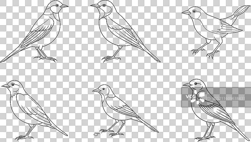 打印雀鸟线条艺术套装图片素材