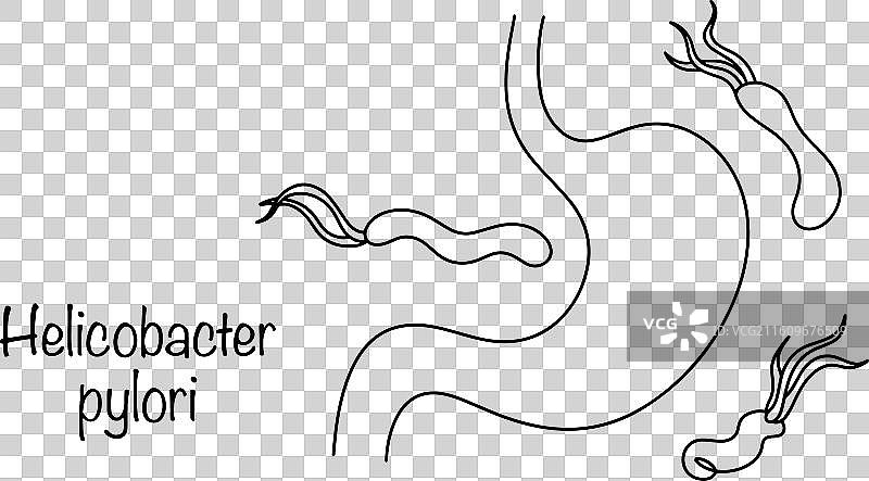 幽门螺杆菌图片素材