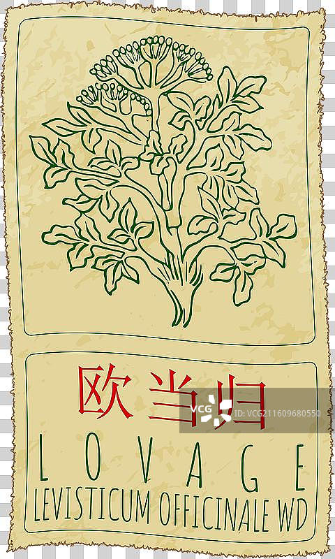 手绘的中国芹菜图片素材