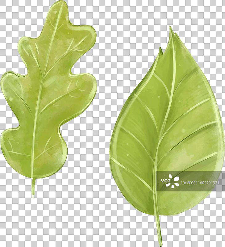 绿色的森林树叶水彩画，孤立在白色背景上图片素材