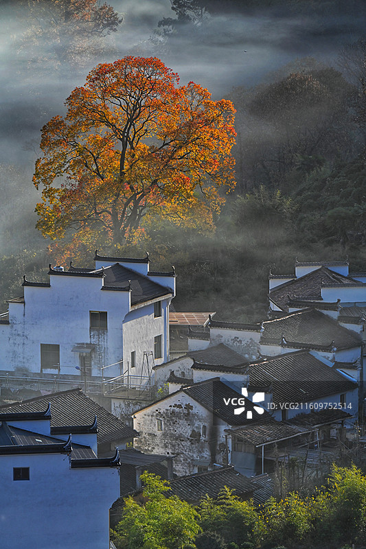 石城之枫图片素材