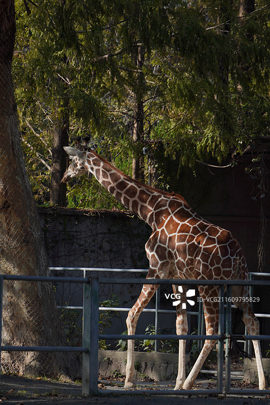 上海动物园动物们图片素材