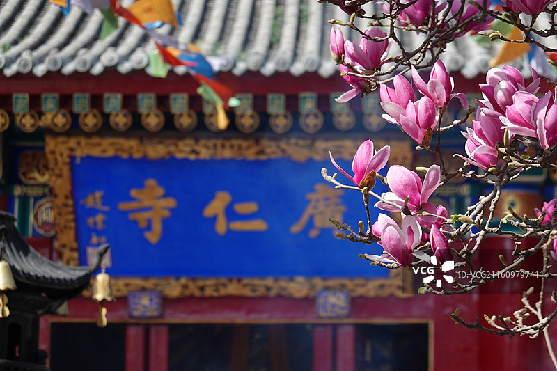 陕西省西安市莲湖区玉祥门广仁寺喇嘛庙：玉兰花开图片素材