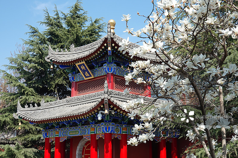 陕西省西安市莲湖区玉祥门广仁寺喇嘛庙：钟楼白玉兰花开图片素材