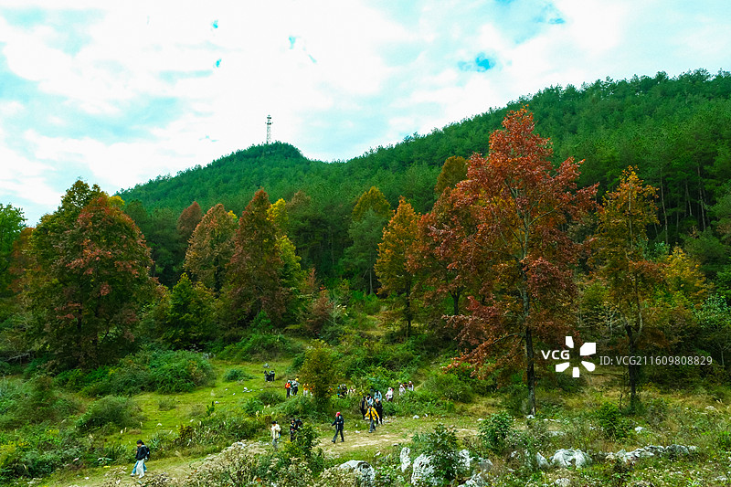 中国贵州省黔南州惠水县摆金彩林风光，云贵高原上的彩林风光，枫叶红了图片素材