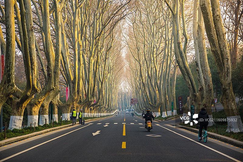 冬季南京早晨梧桐大道图片素材