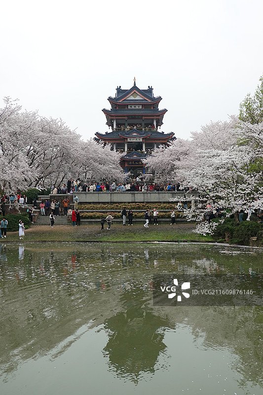 江苏省无锡市太湖鼋头渚樱花季：赏樱楼染井吉野樱花盛开图片素材