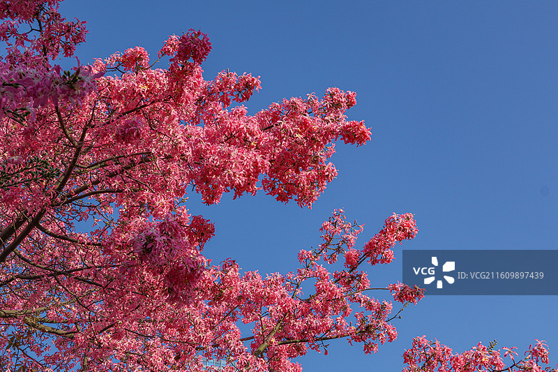 佛山石湾公园粉色异木棉盛开图片素材