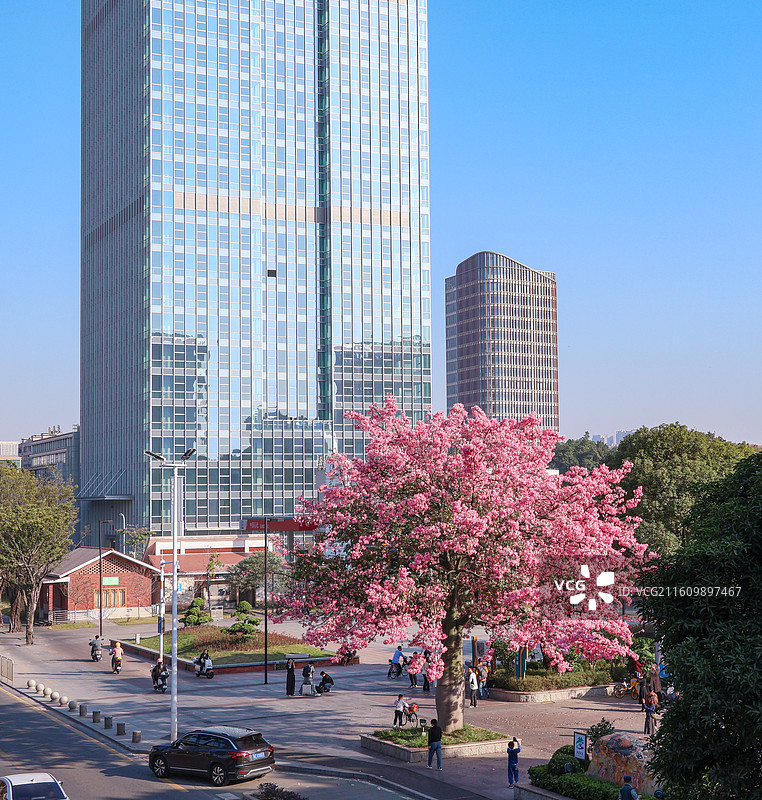 佛山石湾公园粉色异木棉盛开图片素材