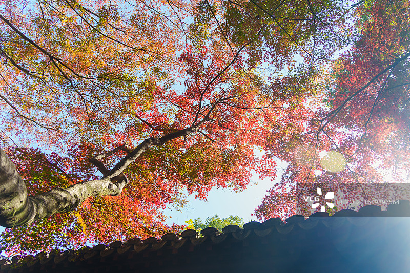 杭州西湖秋天图片素材