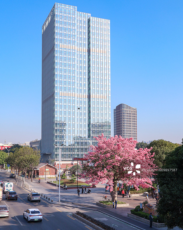 佛山石湾公园粉色异木棉盛开图片素材