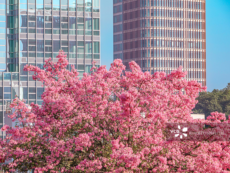 佛山石湾公园粉色异木棉盛开图片素材
