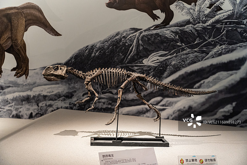 四川成都自然博物馆藏鹦鹉嘴龙恐龙化石图片素材