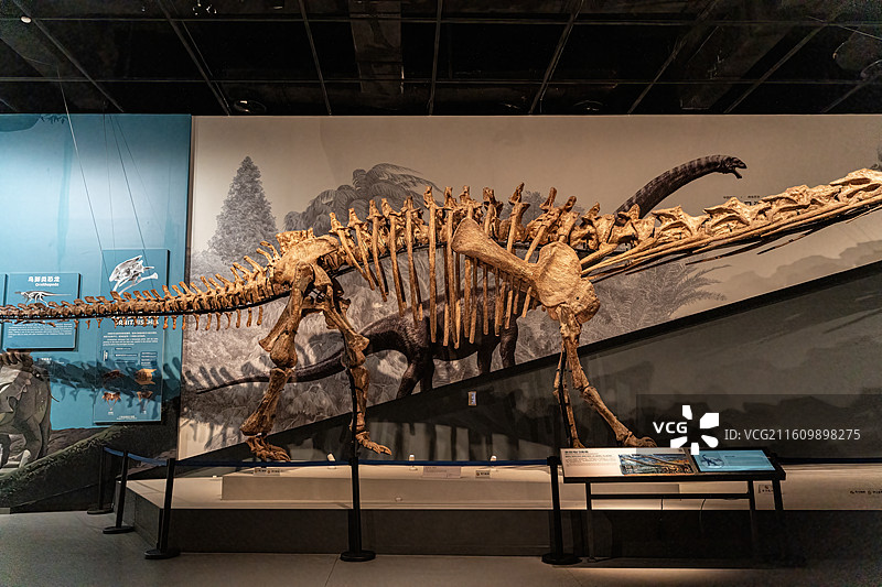 四川成都自然博物馆藏安岳马门溪龙恐龙化石图片素材