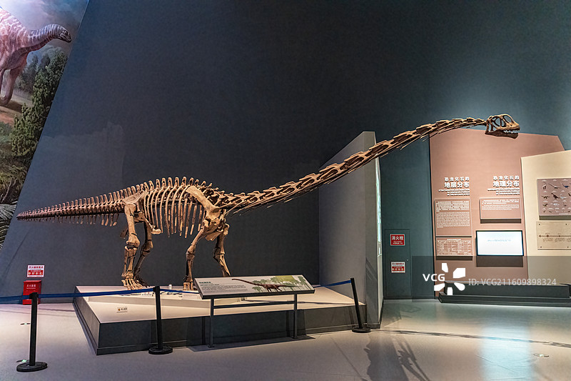 四川成都自然博物馆藏何氏通安龙恐龙化石图片素材