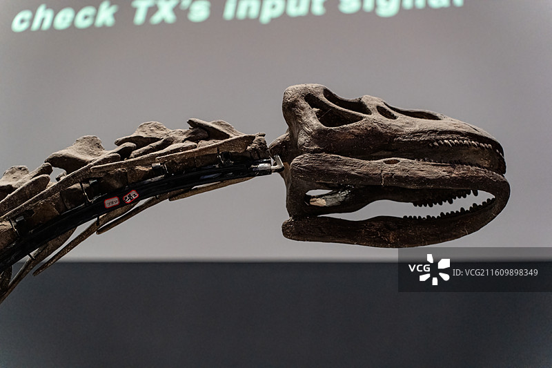 四川成都自然博物馆藏开江巴蜀龙恐龙化石图片素材