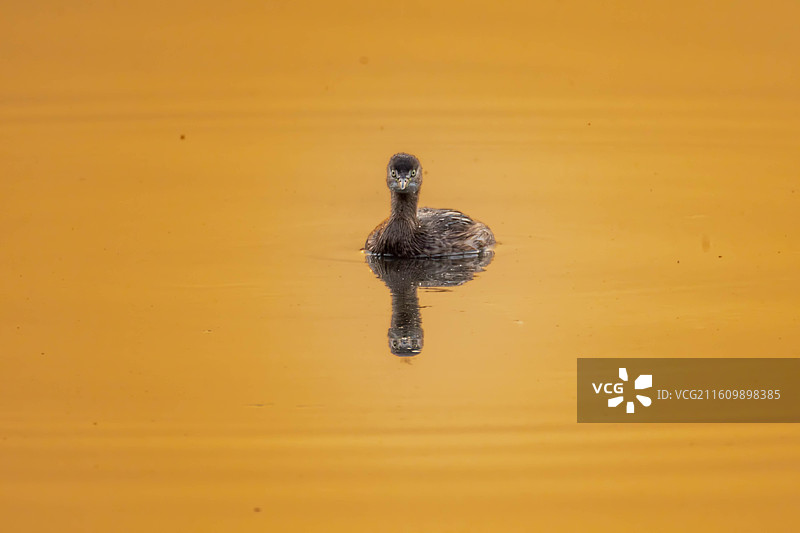 成都锦城湖金色水面的水鸟图片素材