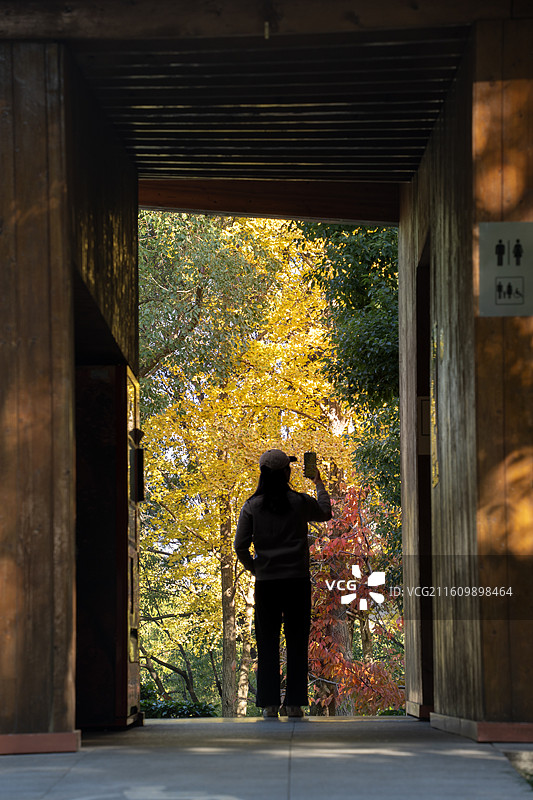 上海世博公园秋冬季节银杏榉木植物树木风景图片素材