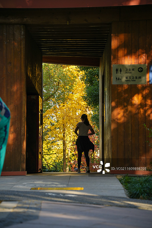 上海世博公园秋冬季节银杏榉木植物树木风景图片素材