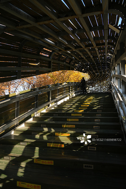 上海世博公园秋冬季节银杏榉木植物树木风景图片素材
