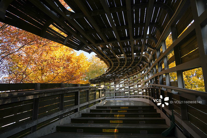 上海世博公园秋冬季节银杏榉木植物树木风景图片素材